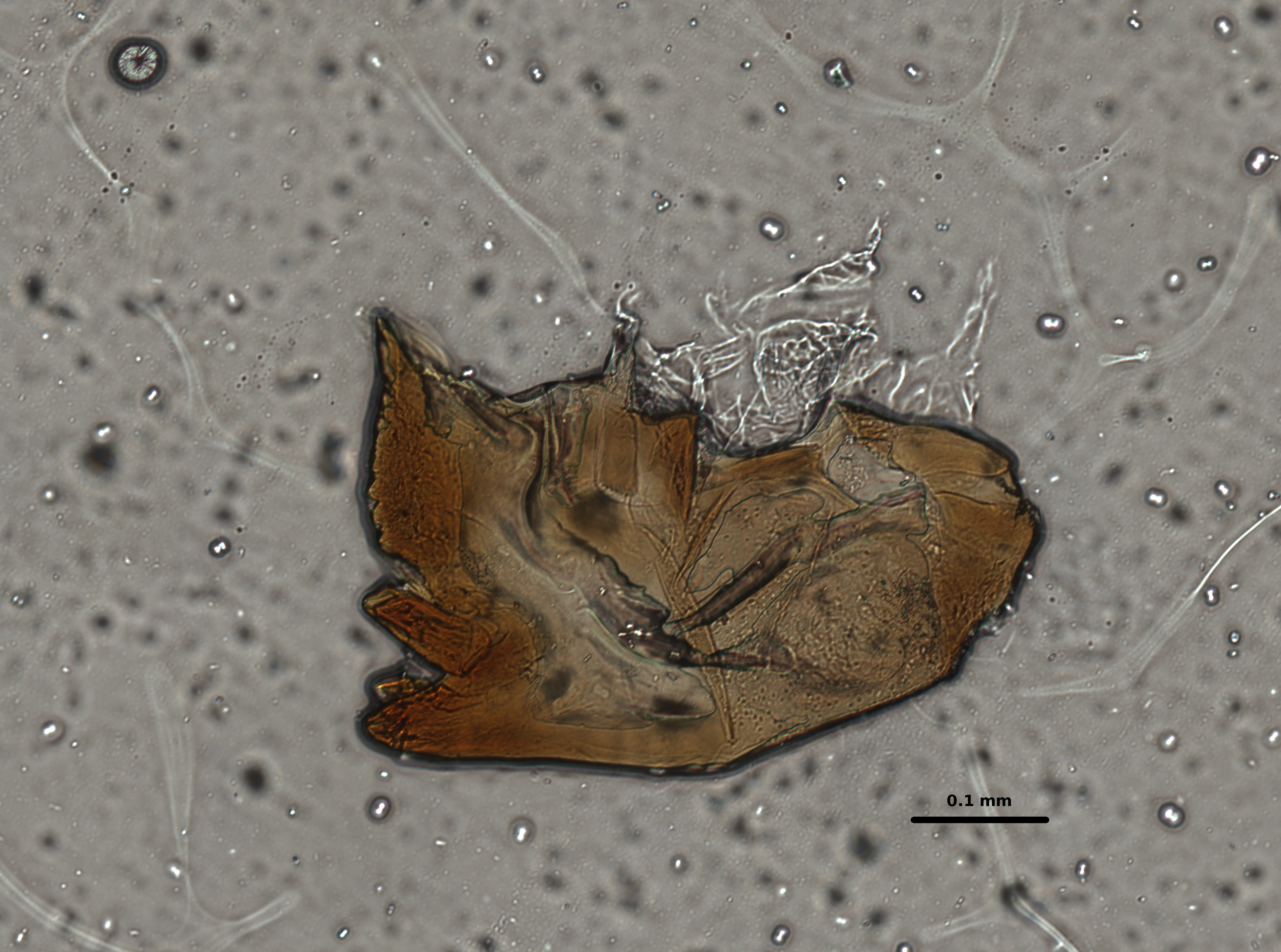 Ephemerythus (Tricomerella) straeleni s1 head mouthparts 7 20x.jpg