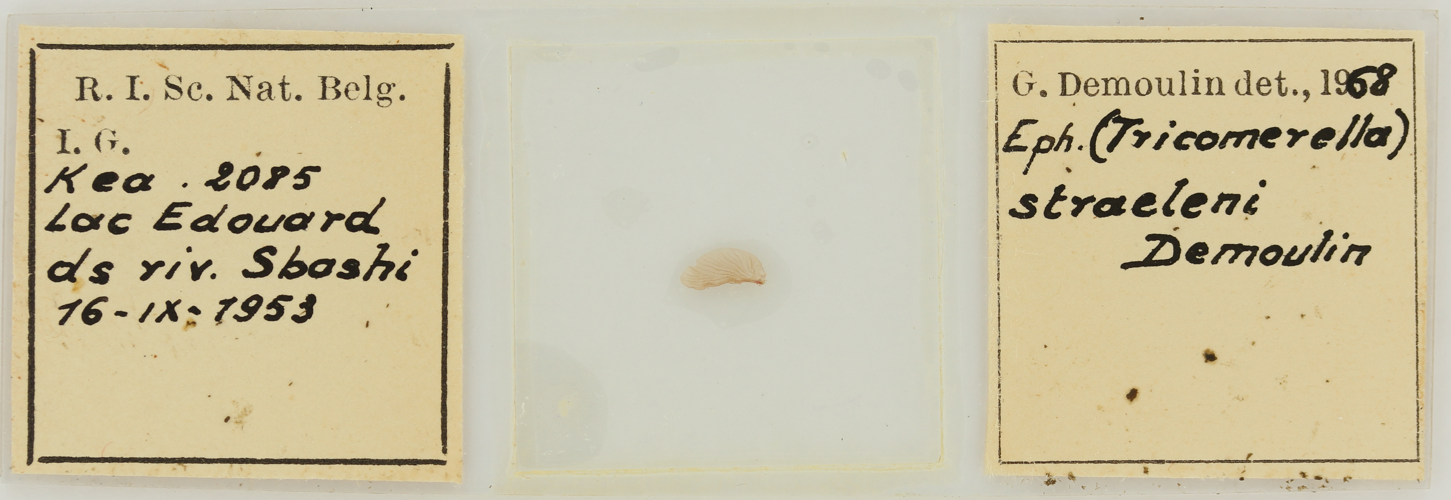 Ephemerythus (Tricomerella) straeleni s2G ht.JPG