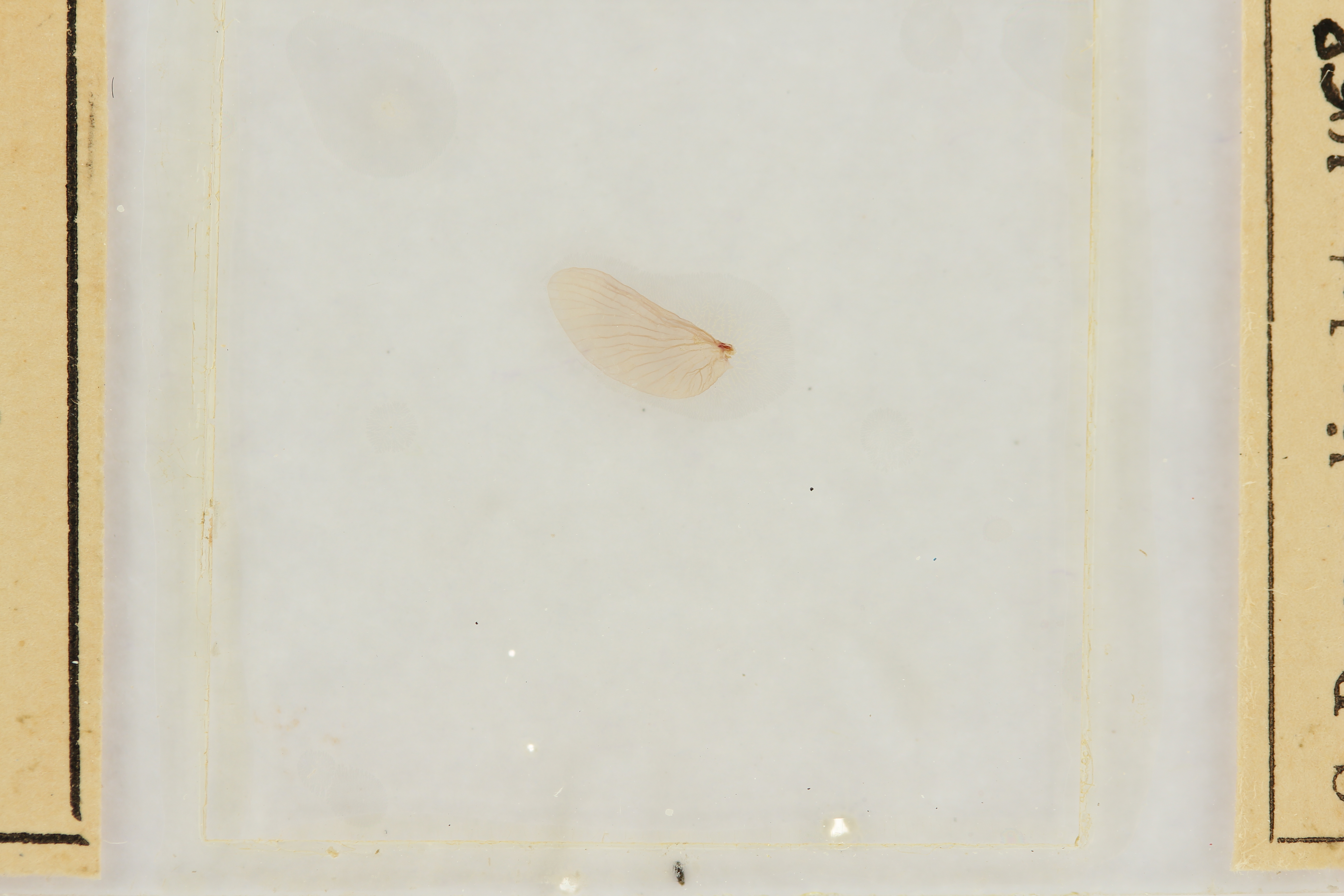 Ephemerythus (Tricomerella) straeleni s3 ht.JPG