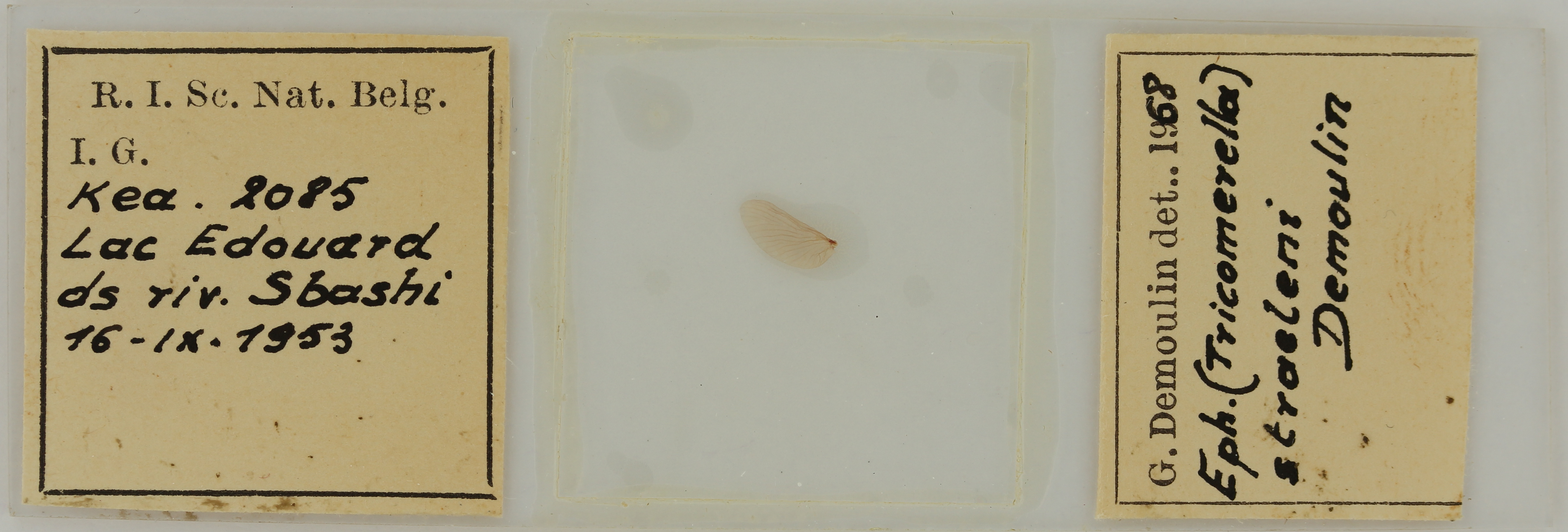 Ephemerythus (Tricomerella) straeleni s3G ht.JPG