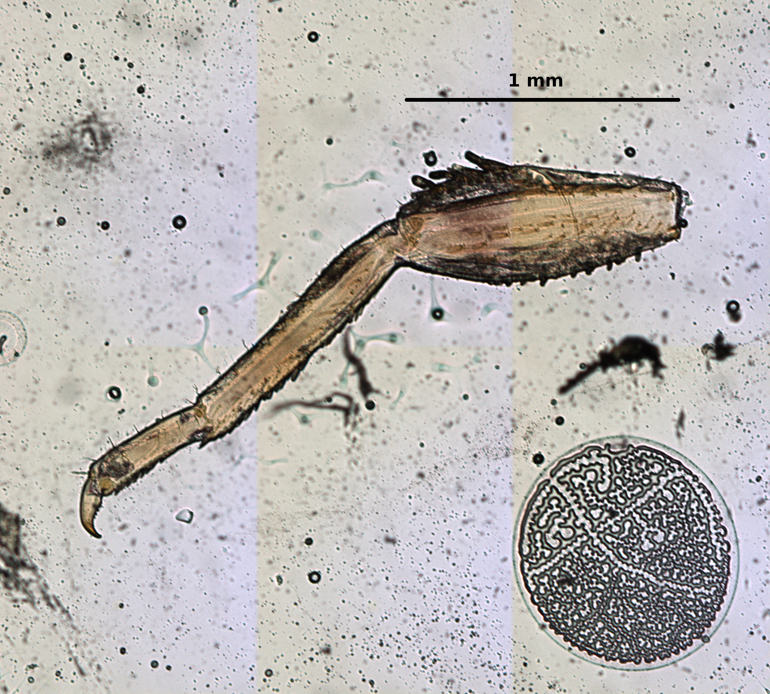 Ephemerythus (Tricomerella) straeleni s4 leg 2 5x.jpg