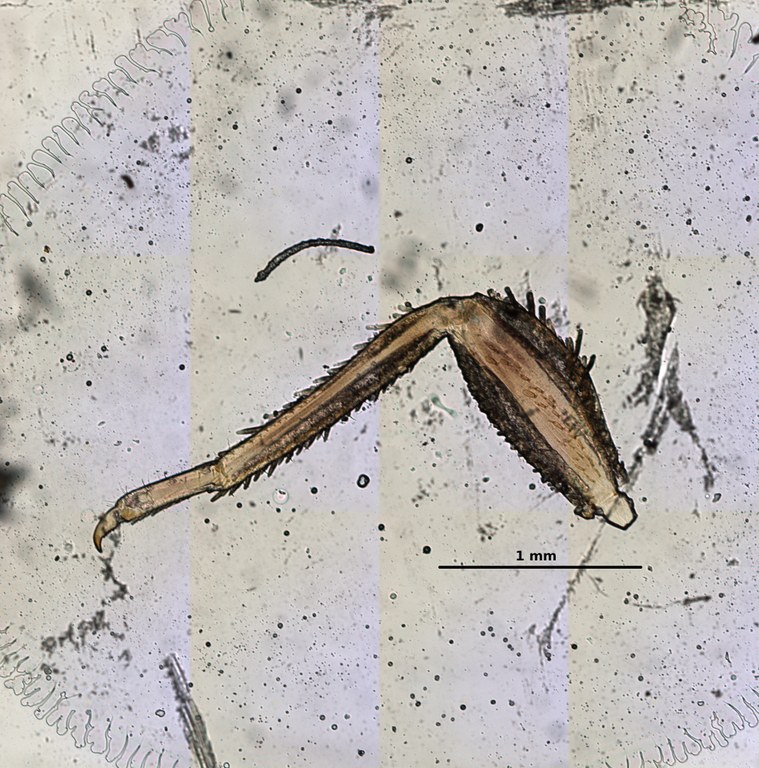 Ephemerythus (Tricomerella) straeleni s4 leg 3 5x.jpg