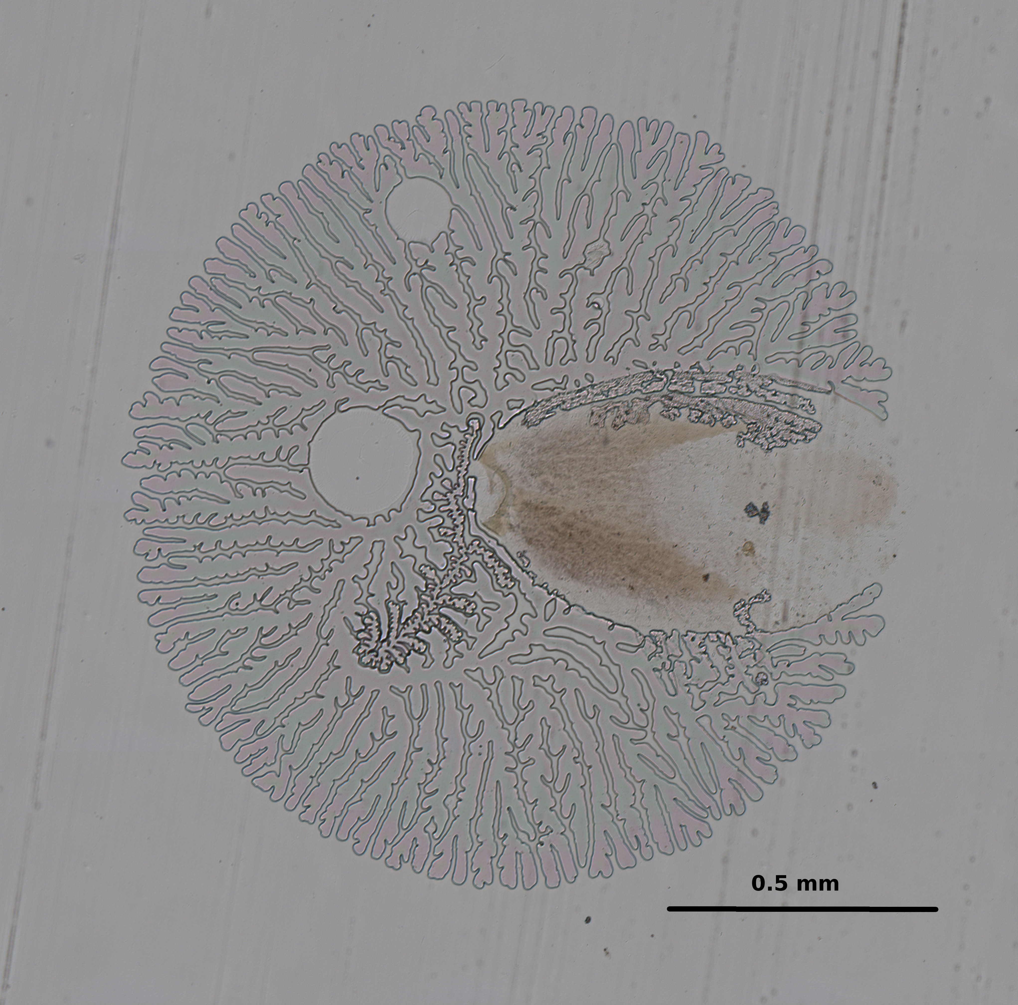 Ephemerythus (Tricomerella) straeleni s5 gill 1 10x.JPG
