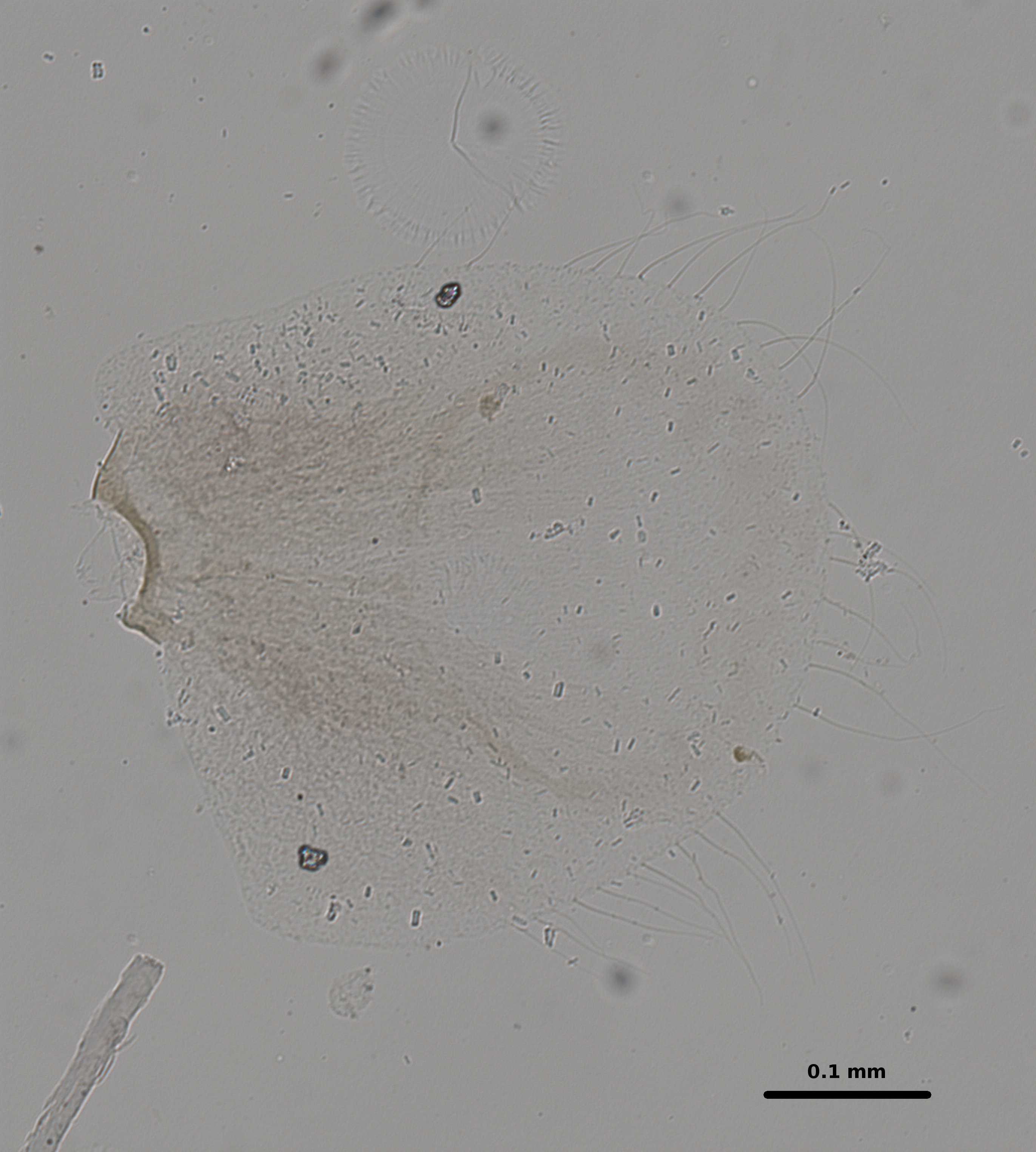 Ephemerythus (Tricomerella) straeleni s5 gill 3 20x.jpg