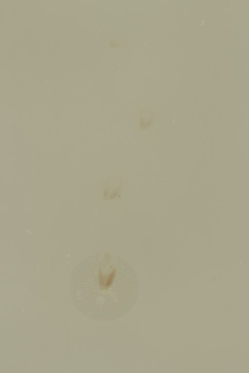 Ephemerythus (Tricomerella) straeleni s5 ht.JPG