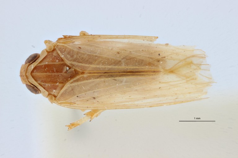 Aphypia longipennis f pallida pt D ZS PMax Scaled.jpeg