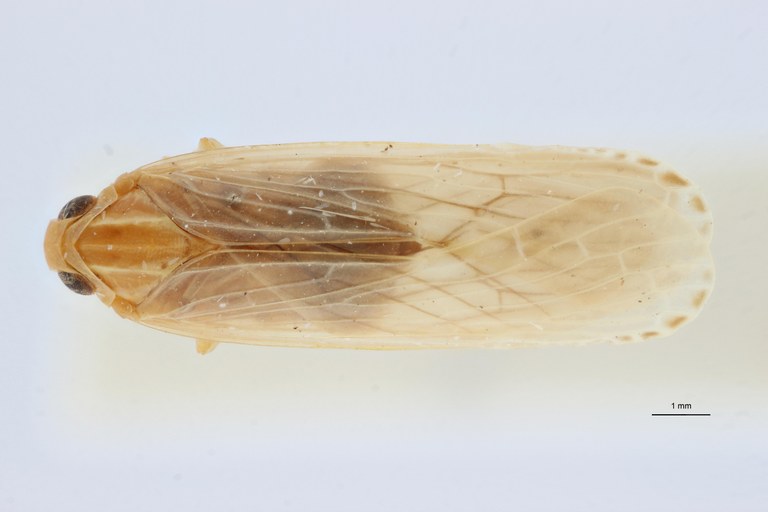 Aphypia longipennis f pallida pt D ZS PMax Scaled.jpeg