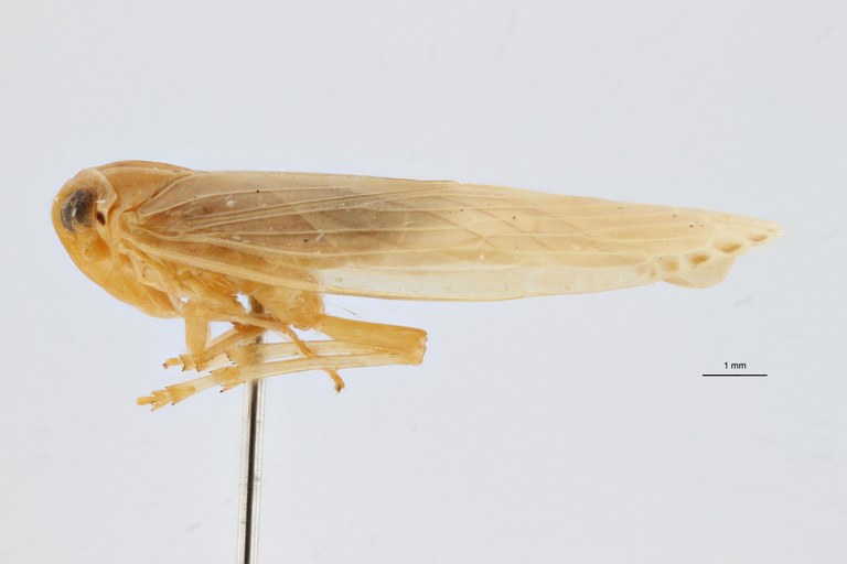 Aphypia longipennis f pallida pt L ZS PMax Scaled.jpeg