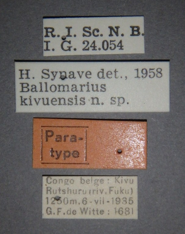Ballomarius kivuensis pt Lb.jpg