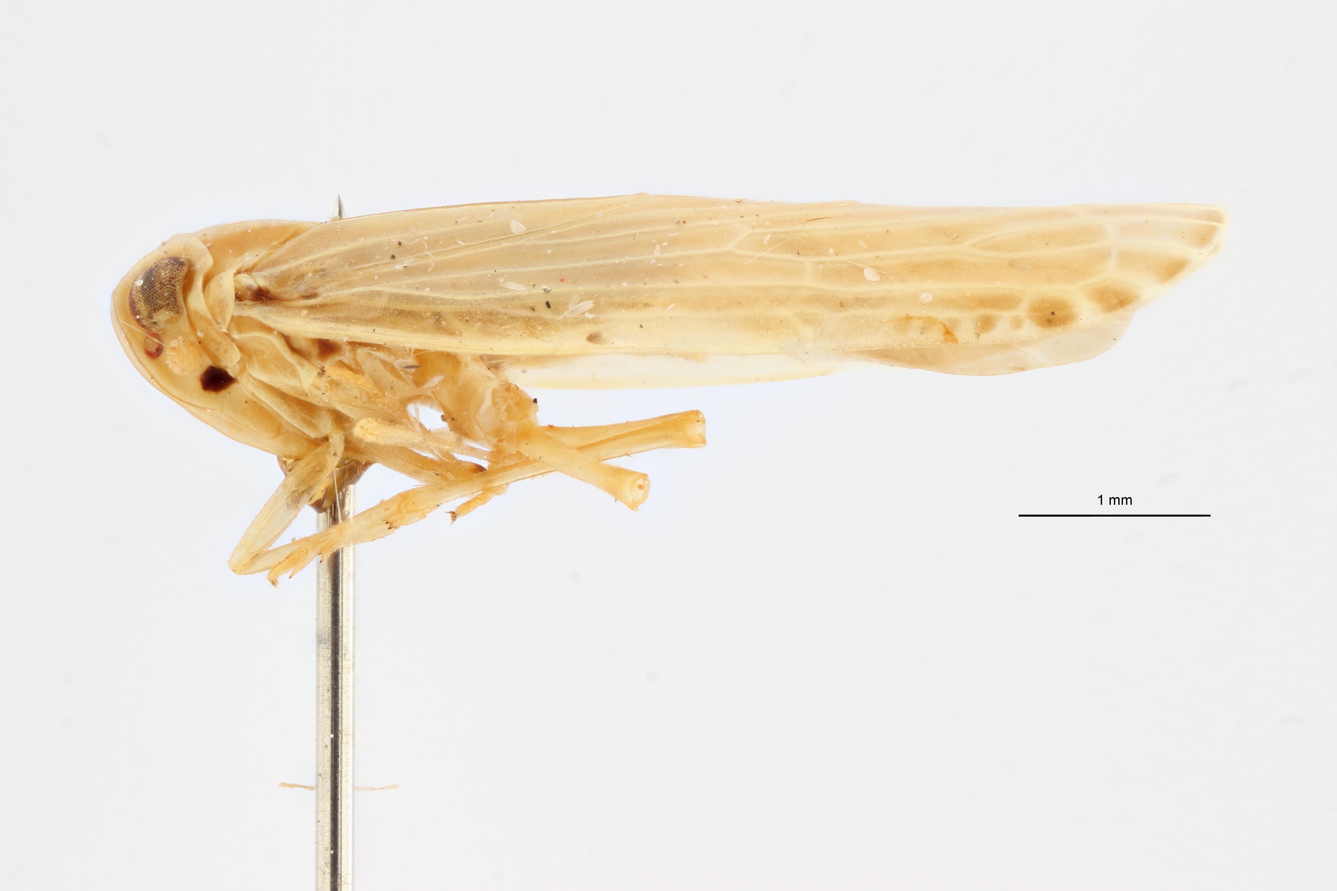 Ballomarius mongaensis pt L ZS PMax Scaled.jpeg