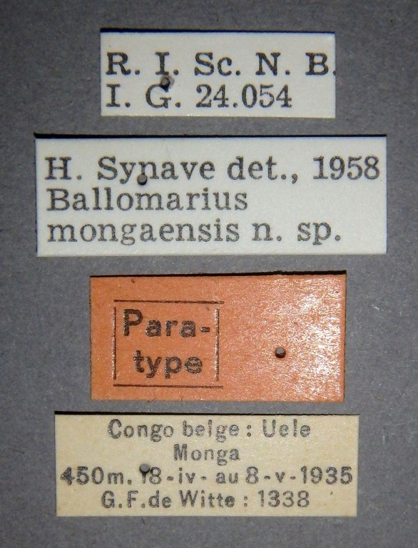 Ballomarius mongaensis pt Lb.jpg