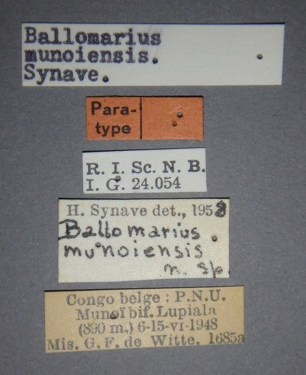Ballomarius munoiensis pt Lb.jpg