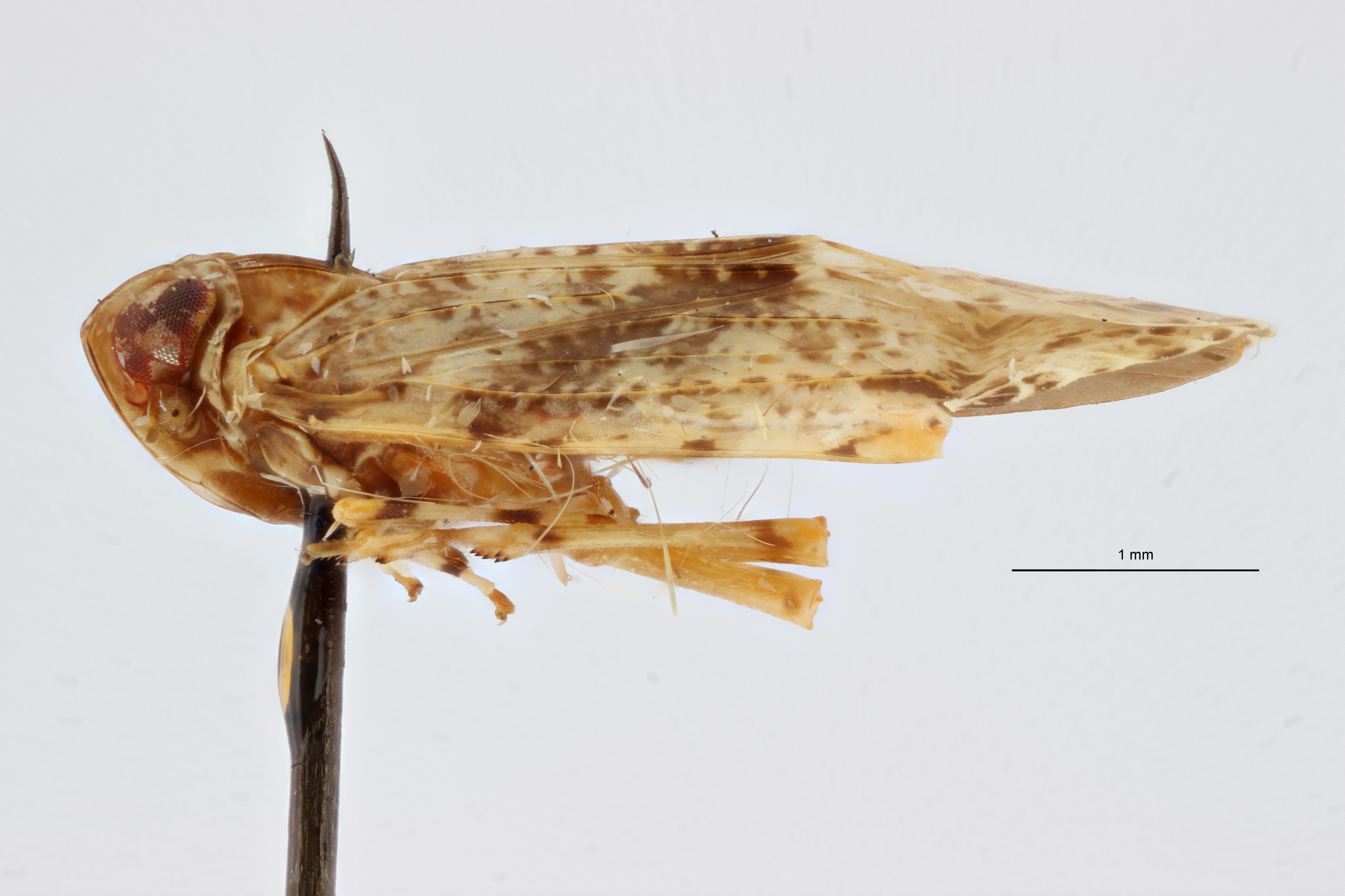 Cnidus morosus pt L ZS PMax Scaled.jpeg