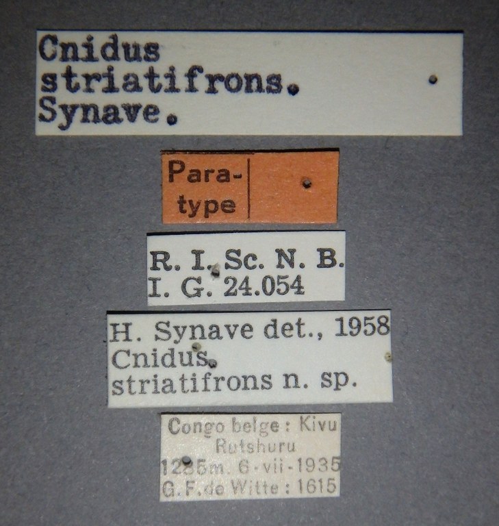 Cnidus striatifrons pt Lb.jpg