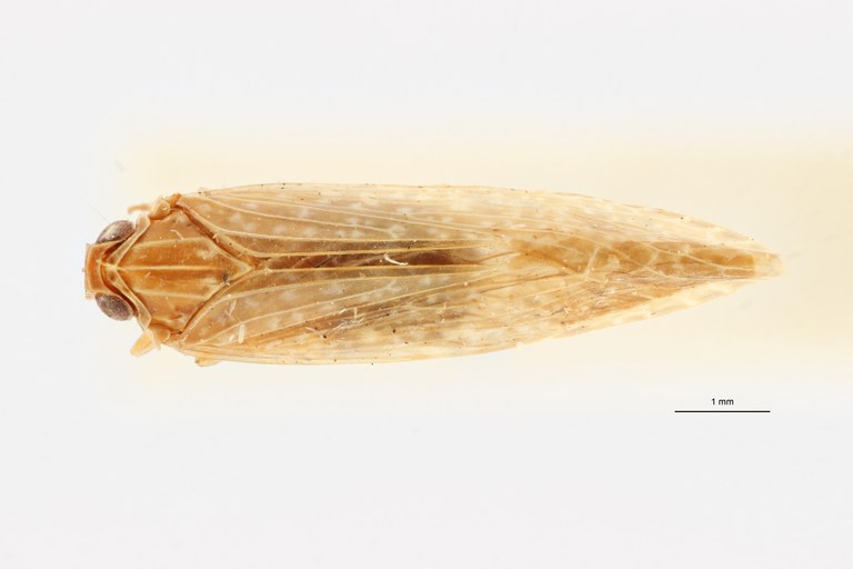 Kawandella pallidomaculata pt D ZS PMax Scaled.jpeg