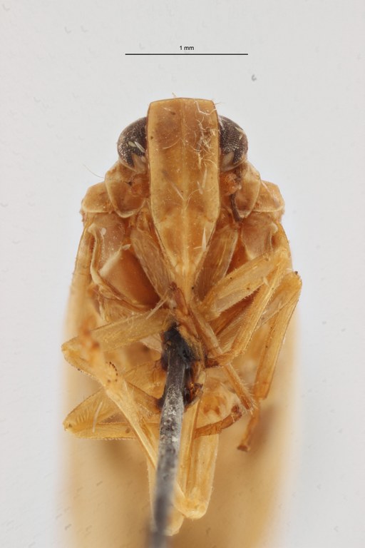 Kawandella pallidomaculata pt F ZS PMax Scaled.jpeg