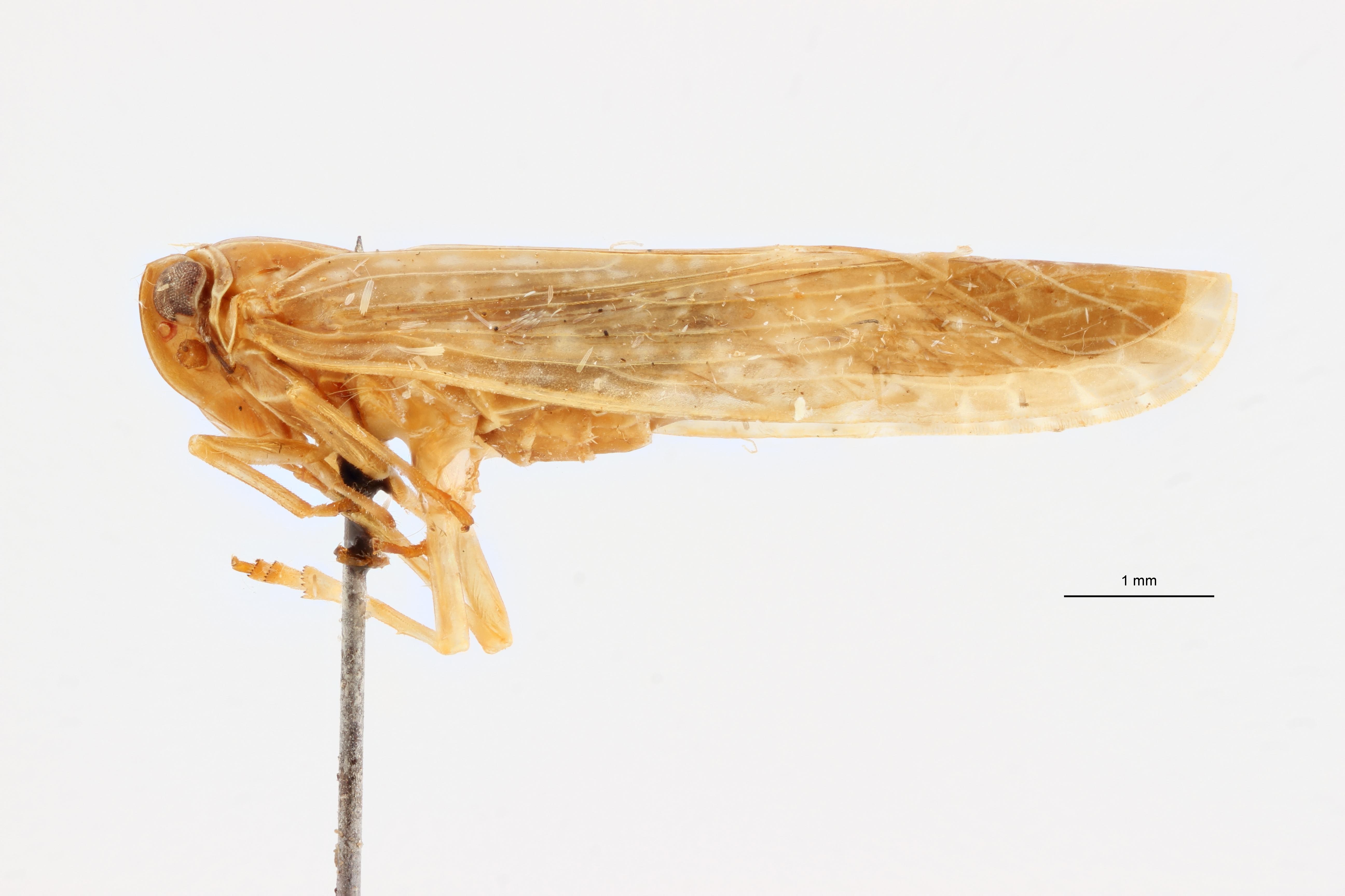 Kawandella pallidomaculata pt L ZS PMax Scaled.jpeg