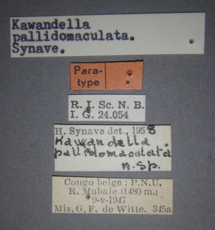 Kawandella pallidomaculata pt Lb.jpg