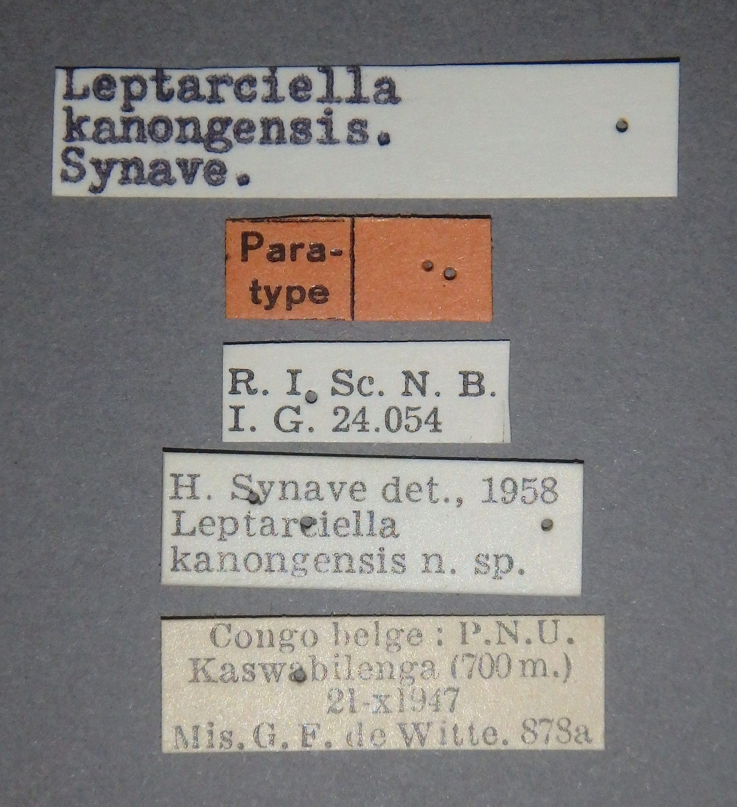 Leptarciella kanongensis pt Lb.jpg