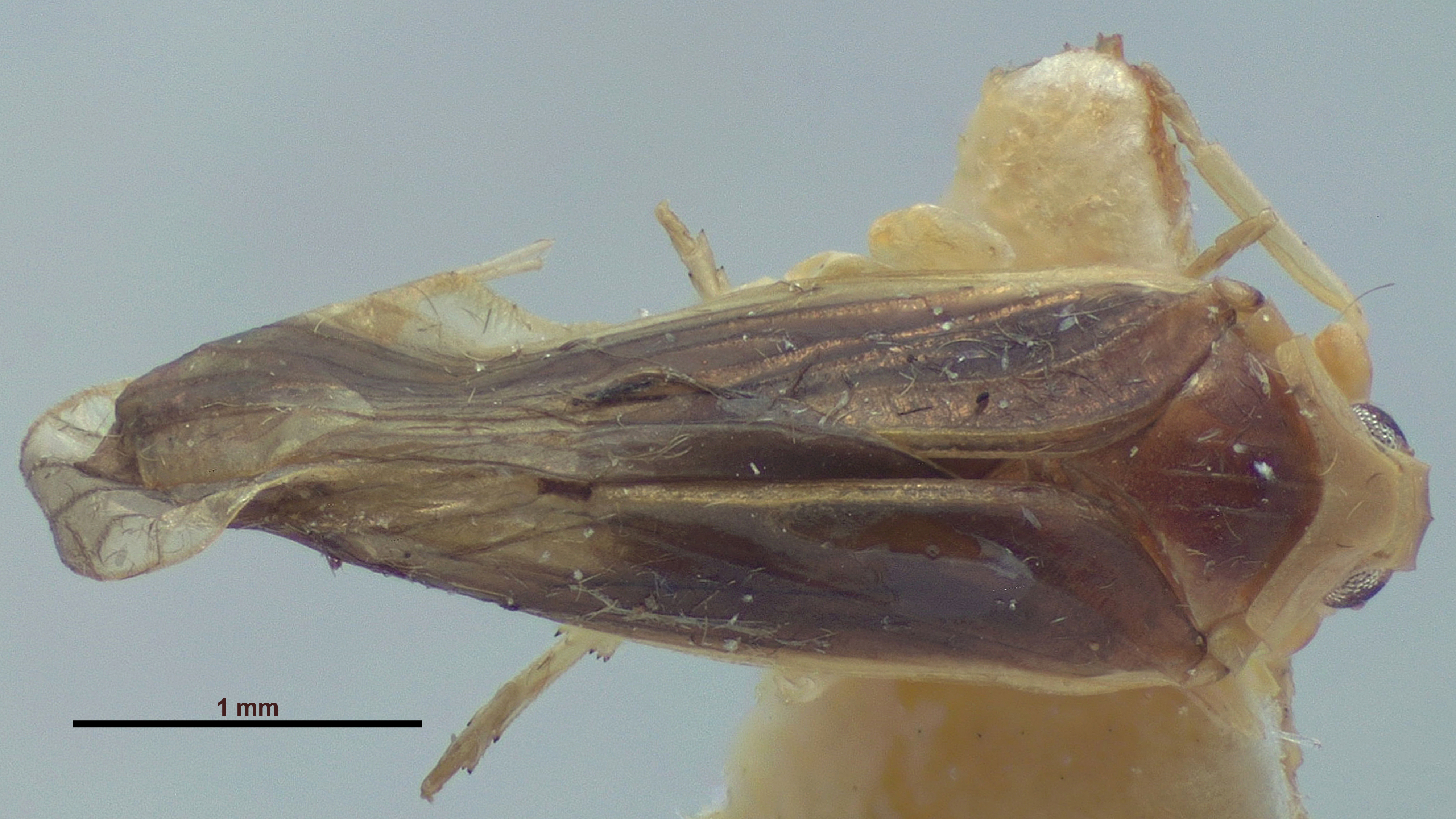 BE-RBINS-ENT Achilixius fasciatus Sulawesi Paratype Female Dorsal Jerome Constant.jpg