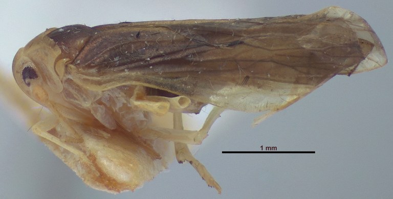 BE-RBINS-ENT Achilixius fasciatus Sulawesi Paratype Female Lateral Jerome Constant.jpg