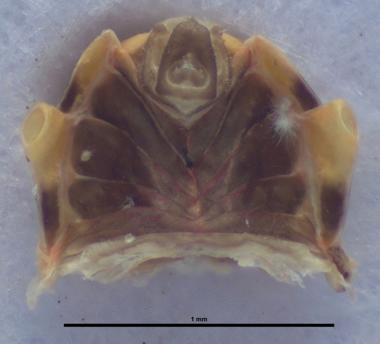 BE-RBINS-ENT Achilixius kolintangi Sulawesi Holotype Male Abdomen dorsal 35x Jerome Constant.jpg