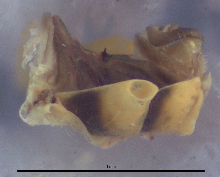 BE-RBINS-ENT Achilixius kolintangi Sulawesi Holotype Male Abdomen Lateral 35x Jerome Constant.jpg