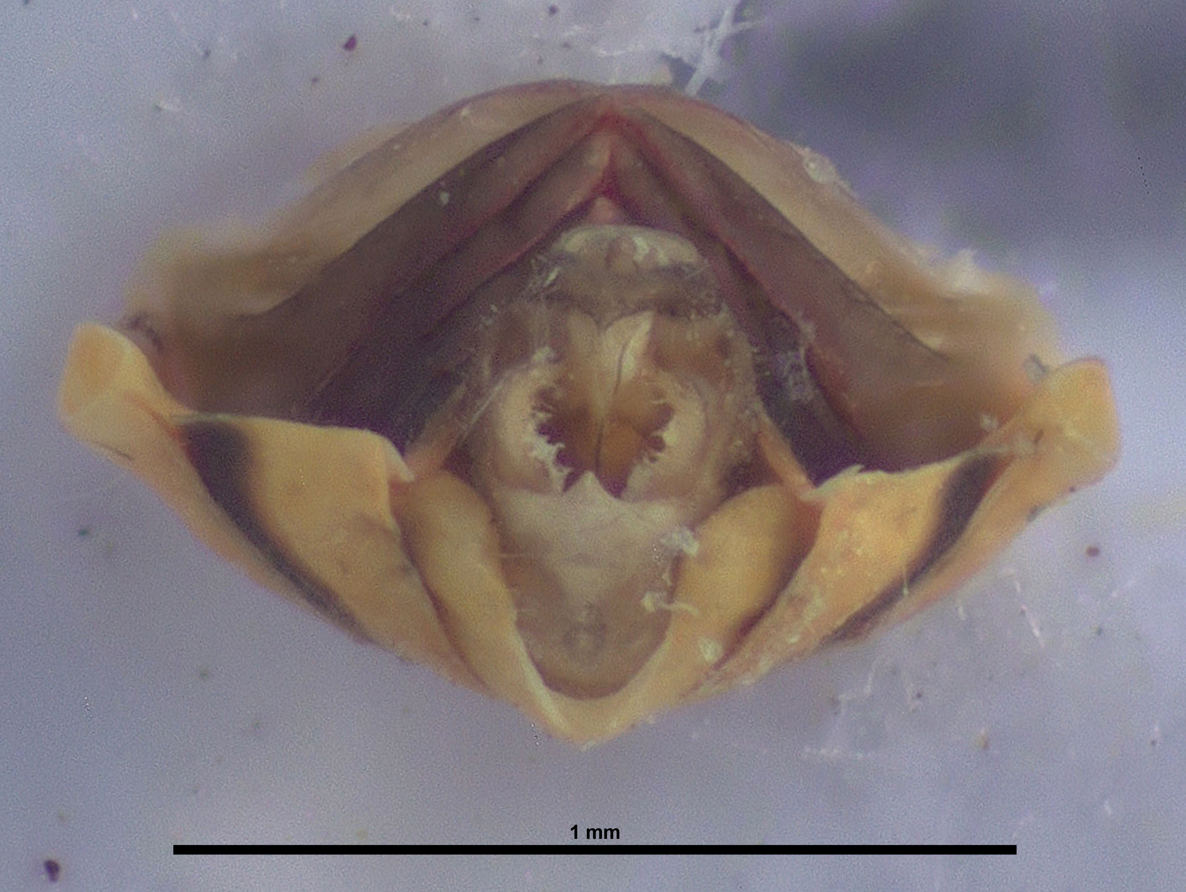 BE-RBINS-ENT Achilixius kolintangi Sulawesi Holotype Male Abdomen Posterior 35x Jerome Constant.jpg