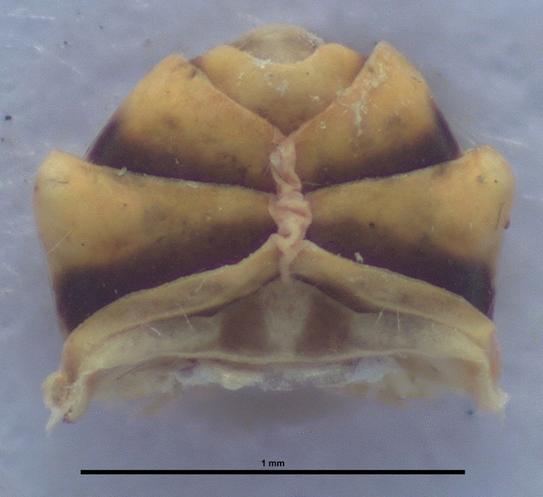 BE-RBINS-ENT Achilixius kolintangi Sulawesi Holotype Male Abdomen Ventral 35x Jerome Constant.jpg