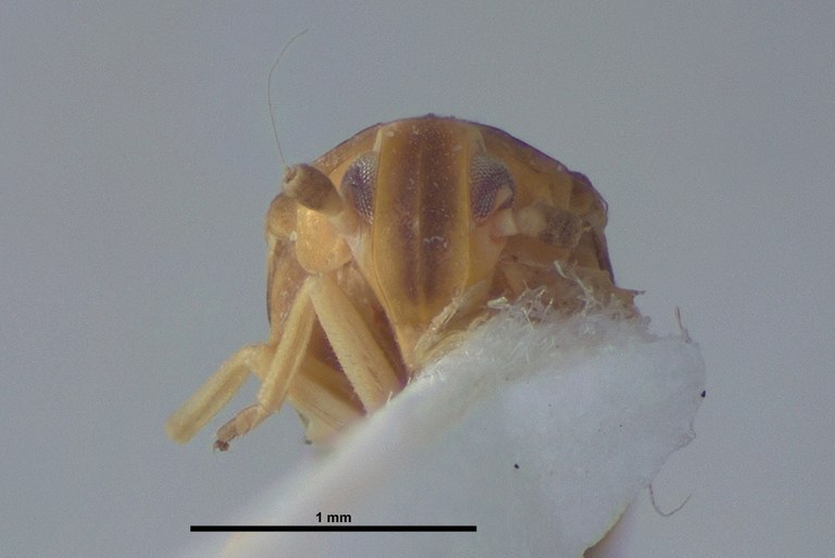 BE-RBINS-ENT Achilixius kolintangi Sulawesi Holotype Male Frontal 20x Jerome Constant.jpg