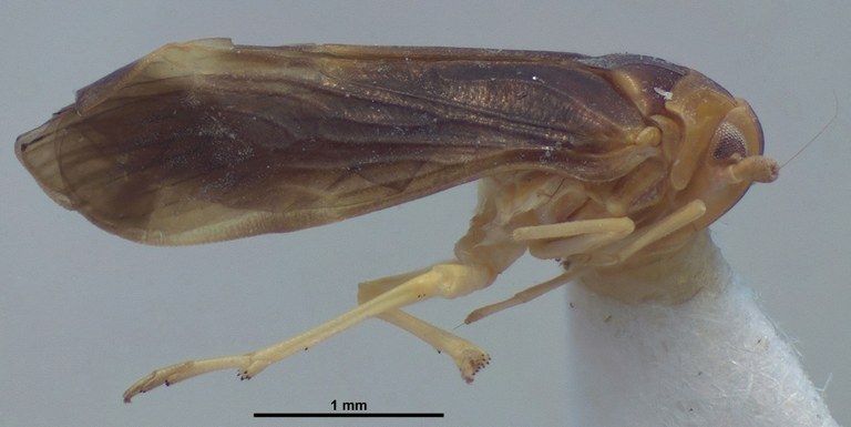 BE-RBINS-ENT Achilixius kolintangi Sulawesi Holotype Male Lateral 20x Jerome Constant.jpg