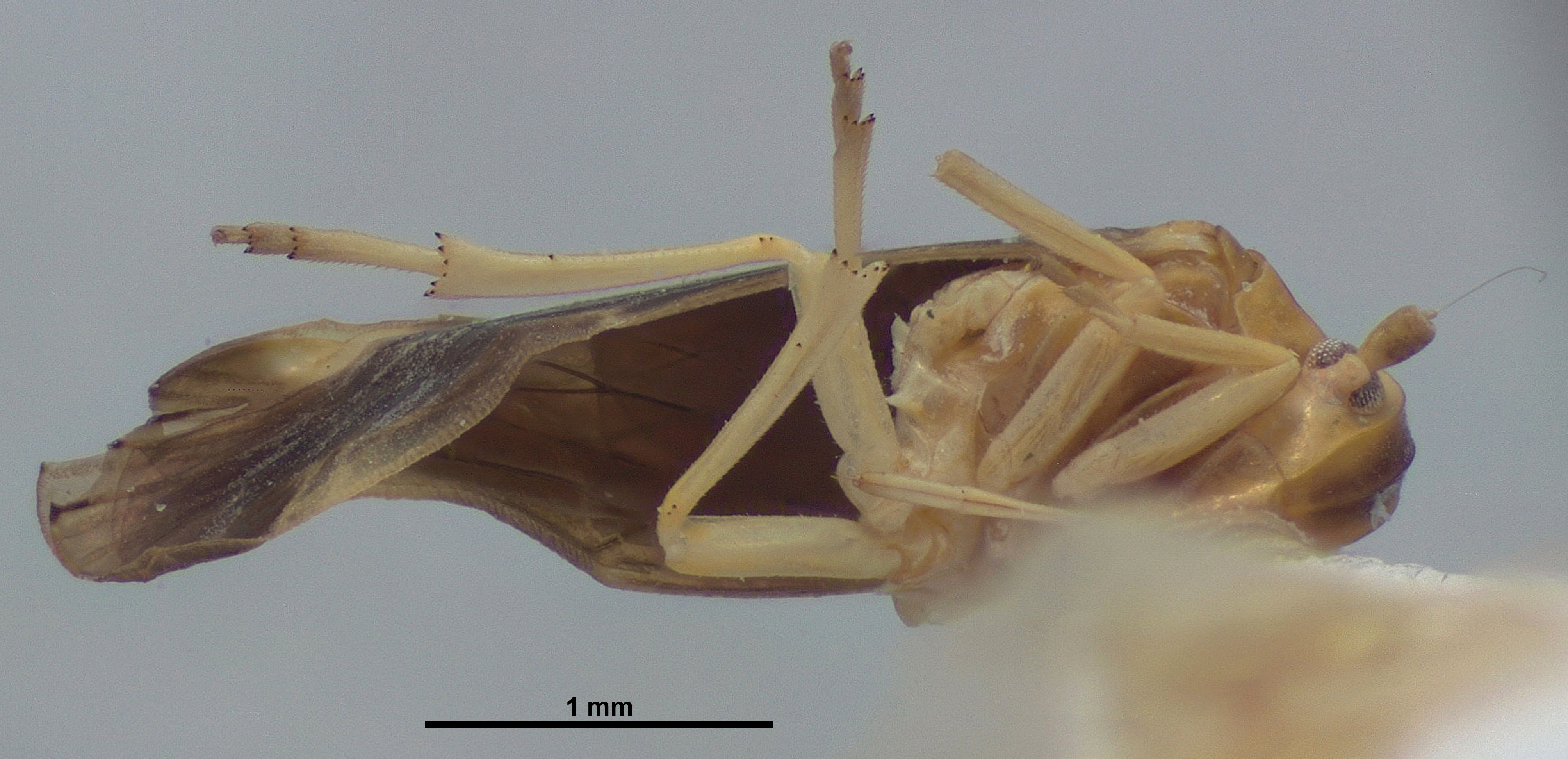BE-RBINS-ENT Achilixius kolintangi Sulawesi Holotype Male Ventral 20x Jerome Constant.jpg