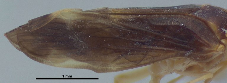BE-RBINS-ENT Achilixius kolintangi Sulawesi Holotype Male Wing 20x Jerome Constant.jpg