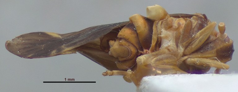 BE-RBINS-ENT Achilixius minahassae Sulawesi Paratype Male Ventral Jerome Constant.jpg