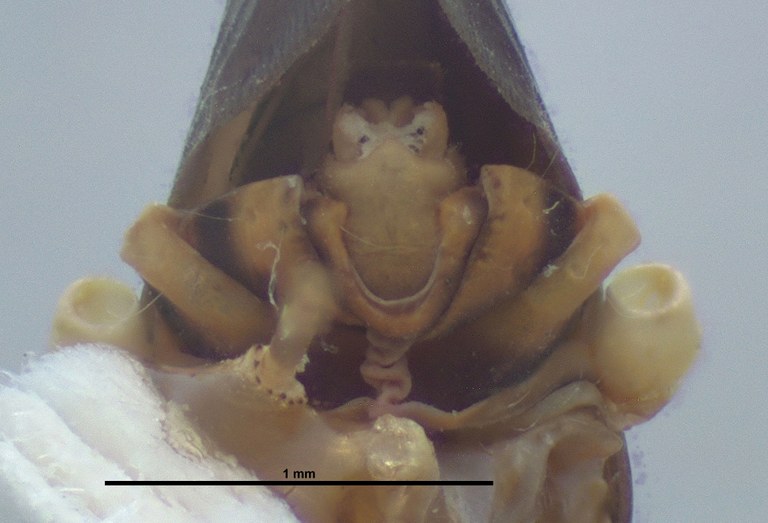 BE-RBINS-ENT Achilixius minahassae Sulawesi Paratype Male Terminalia Posterior Jerome Constant.jpg