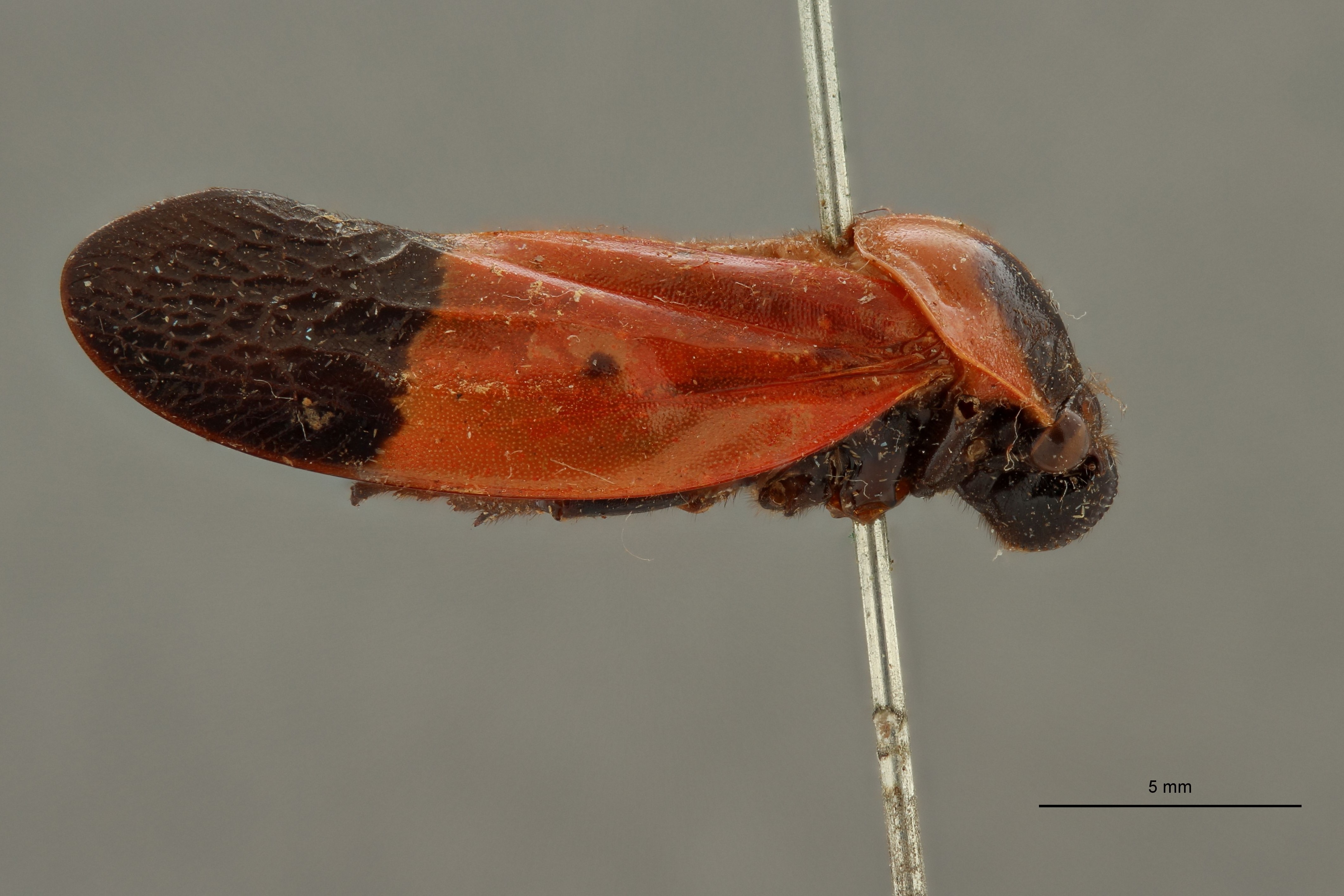 Leptataspis sanguinea bipunctata pt L.jpg