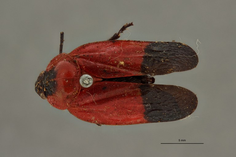 Leptataspis sanguinea immaculata t D.jpg