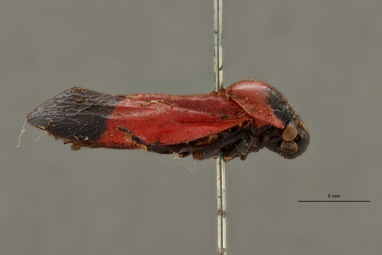 Leptataspis sanguinea immaculata t L.jpg
