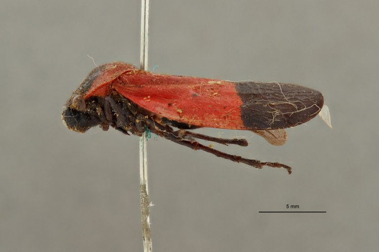 Leptataspis sanguinea immaculata pt L.jpg