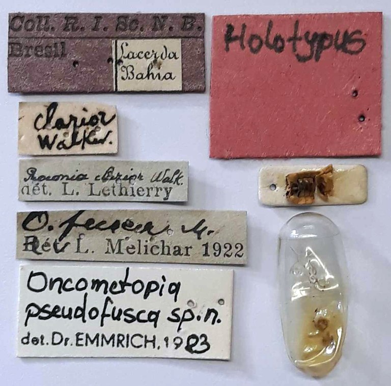 Oncometopia pseudofusca Ht labels