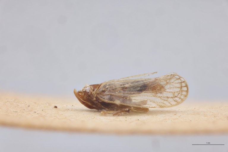 Achaemenes ambalavensis M Pt L.jpg