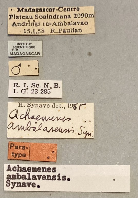 Achaemenes ambalavensis M Pt Labels.jpeg