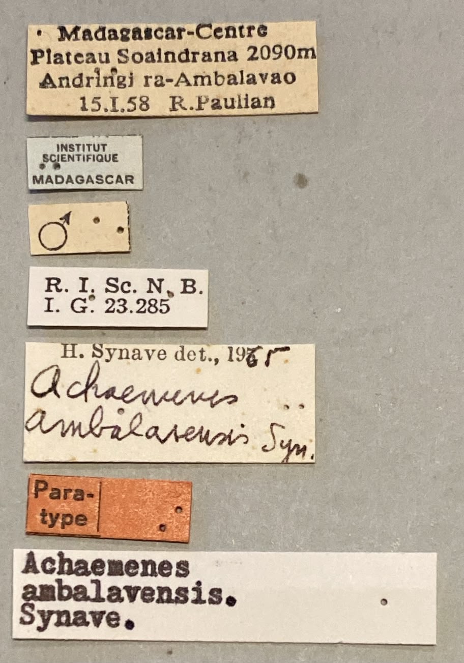Achaemenes ambalavensis M Pt Labels.jpeg