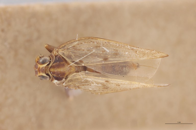 Achaemenes andringitensis Pt D.jpg