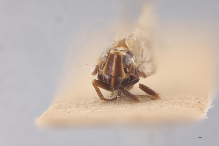 Achaemenes andringitensis Pt F.jpg