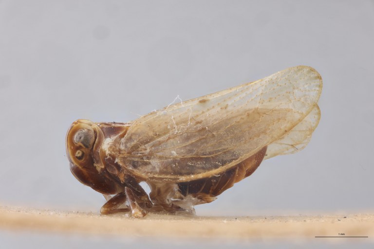 Achaemenes andringitensis Pt L.jpg