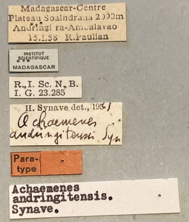 Achaemenes andringitensis Pt Labels.jpeg