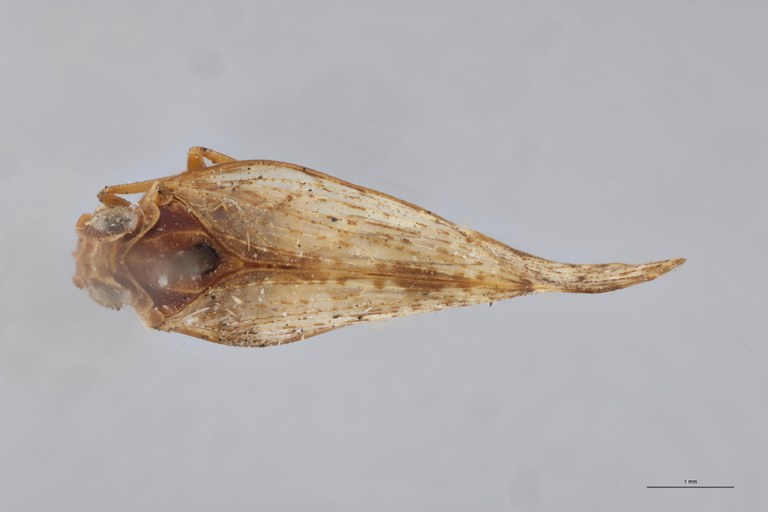 Achaemenes entabeniensis M Pt D.jpg