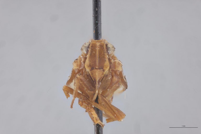 Achaemenes entabeniensis M Pt F.jpg