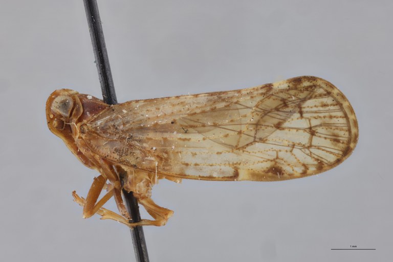 Achaemenes entabeniensis M Pt L.jpg